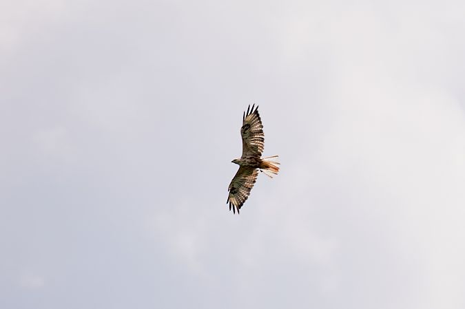 Long-legged Buzzard  - Monika Kolodziej