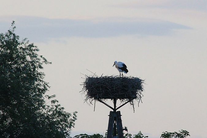 Cigogne blanche  - Rafał Walczybok