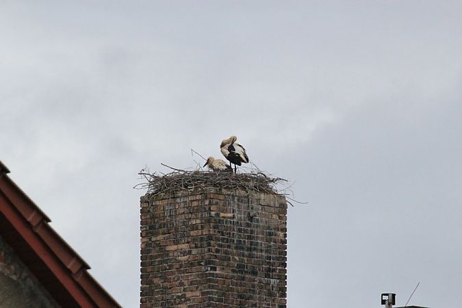 Cigogne blanche  - Rafał Walczybok