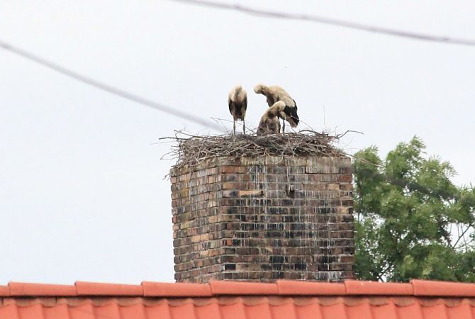 Cigogne blanche  - Rafał Walczybok