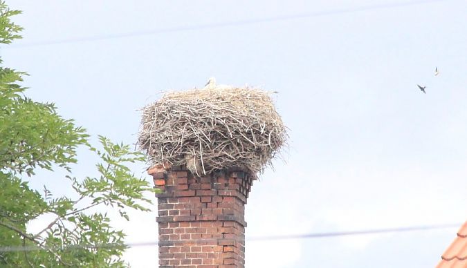White Stork  - Rafał Walczybok