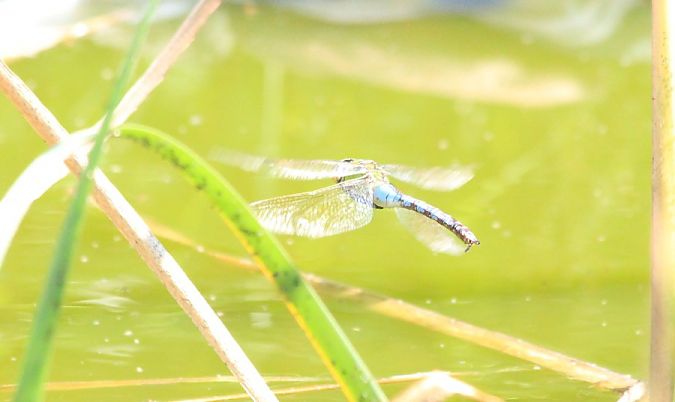 husarz władca  - Rafał Walczybok