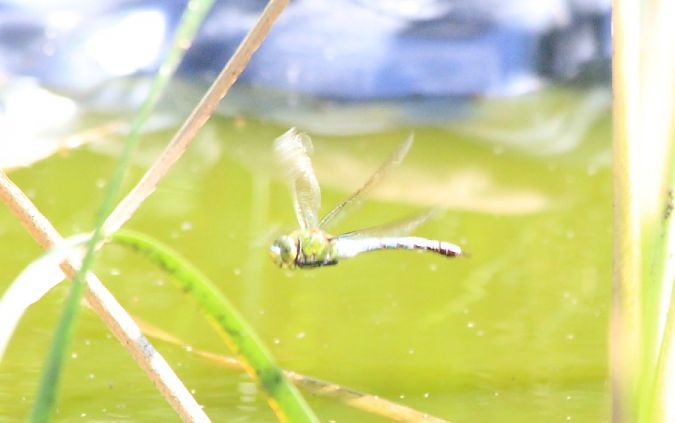 Anax empereur  - Rafał Walczybok