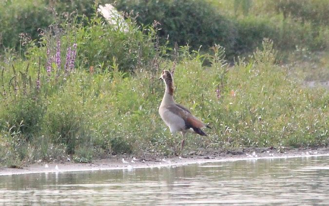 Nilgans  - Rafał Walczybok