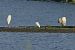 Little Egret  - Grzegorz Burkowski