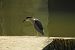 Black-crowned Night Heron  - Kaja Lucka