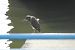 Black-crowned Night Heron  - Kaja Lucka
