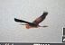 Purple Heron  - Tymoteusz Mazurkiewicz