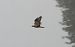 Long-legged Buzzard  - Michał Jarończyk