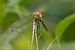 Common Darter  - Katarzyna Matusik