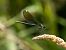 Banded Demoiselle  - Katarzyna Matusik