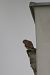 Common Kestrel  - Hanna Żelichowska