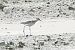 Marsh Sandpiper 