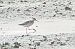 Marsh Sandpiper 