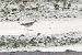 Marsh Sandpiper 