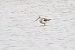 Common Greenshank 