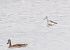 Common Greenshank 