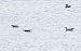Lesser Black-backed Gull 