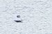 Lesser Black-backed Gull 