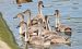 Cygne tuberculé  - Jarosław Słowikowski