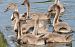 Cygne tuberculé  - Jarosław Słowikowski