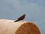 Montagu's Harrier  - Jarosław Słowikowski