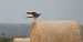 Montagu's Harrier  - Jarosław Słowikowski