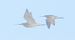 Eurasian Whimbrel  - Jarosław Słowikowski