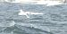 Sandwich Tern  - Jarosław Słowikowski