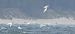 Common Tern  - Jarosław Słowikowski