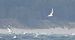 Common Tern  - Jarosław Słowikowski