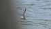 Common Tern  - Jarosław Słowikowski