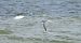 Common Tern  - Jarosław Słowikowski