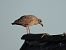 European Herring Gull  - Jarosław Słowikowski