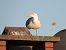 European Herring Gull  - Jarosław Słowikowski