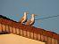 European Herring Gull  - Jarosław Słowikowski