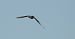 Eurasian Whimbrel  - Jarosław Słowikowski