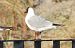 Black-headed Gull  - Jarosław Słowikowski