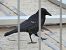 Carrion Crow  - Jarosław Słowikowski