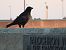 Carrion Crow  - Jarosław Słowikowski