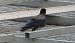 Hybrid Carrion x Hooded Crow  - Jarosław Słowikowski