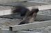Hybrid Carrion x Hooded Crow  - Jarosław Słowikowski