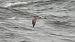 Eurasian Whimbrel  - Jarosław Słowikowski