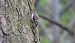 Eurasian Treecreeper  - Jarosław Słowikowski