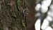 Eurasian Treecreeper  - Jarosław Słowikowski