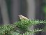 Passerine, unidentified  - Jarosław Słowikowski