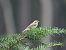 Passerine, unidentified  - Jarosław Słowikowski