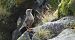 Alpine Accentor  - Jarosław Słowikowski