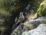Alpine Accentor  - Jarosław Słowikowski