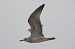 Caspian Gull  - Jarosław Słowikowski